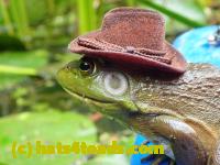 /home//u458753944/public_html/sourcegallery//Frogs/More bullfrogs/P9060129.JPG